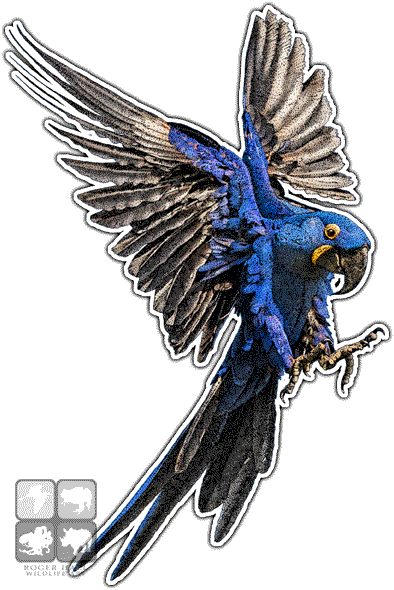 Hyacinth Macaw Art Decal - Art (394x590), Png Download