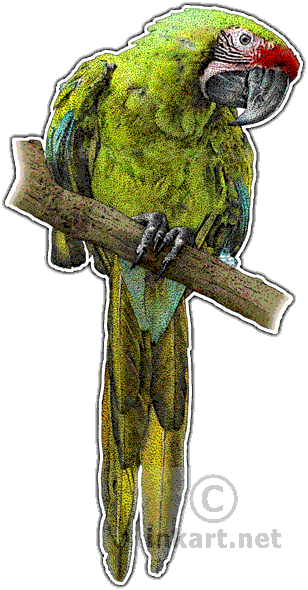 Military Macaw Decal - Military Macaw Drawings (308x590), Png Download
