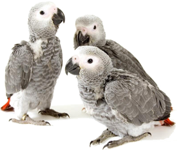 Baby African Grey Congo Parrots - African Grey Parrot Chick (535x500), Png Download