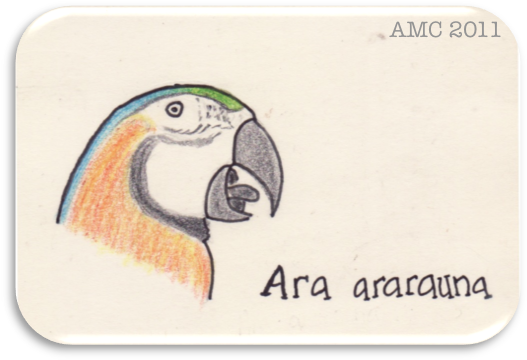 I Really Like Macaws, Sometimes I See Scarlet Macaws - Macaw (534x368), Png Download