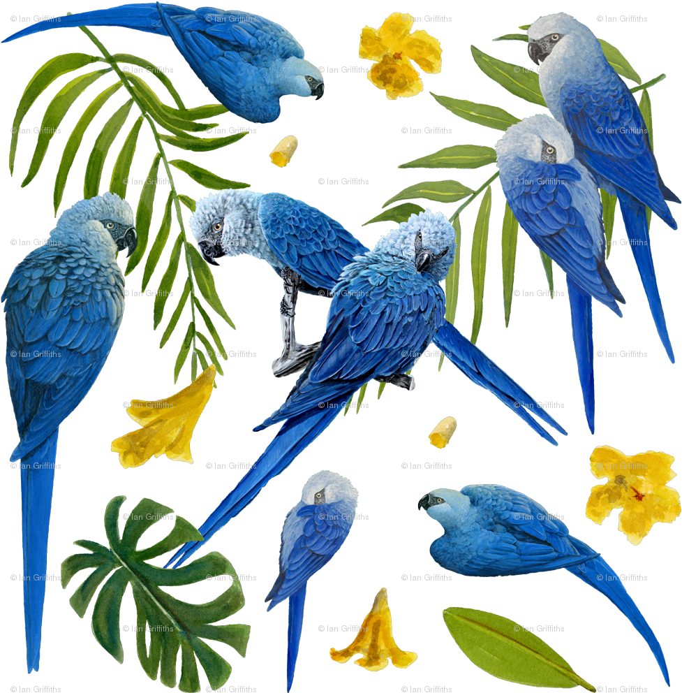 Spix's Macaw Extinct Pattern (1000x1000), Png Download