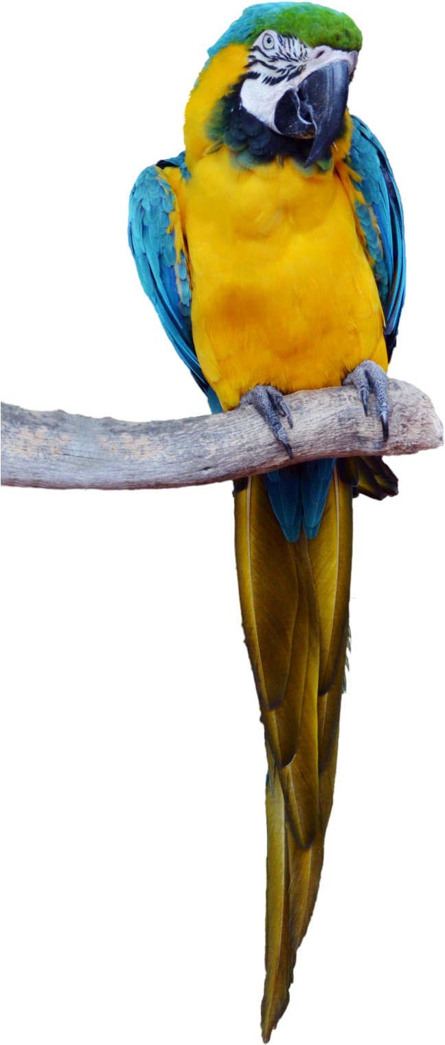 Tropical Bird Png - Parrot Standing Png (605x1320), Png Download