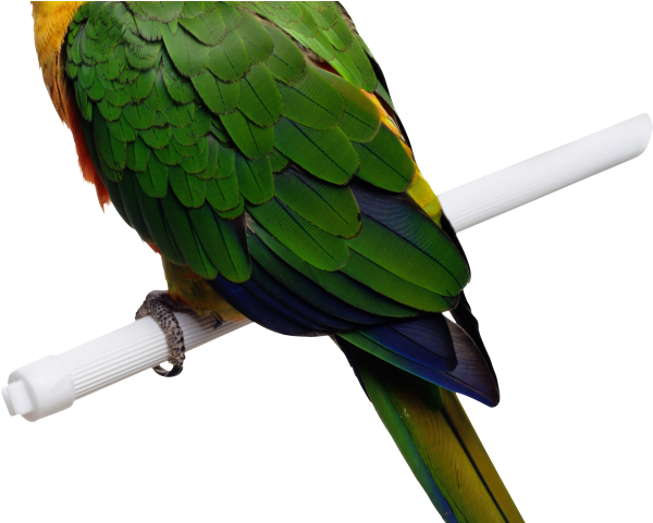 Macaw Png Transparent Images - All Animal That Can Fly (640x480), Png Download