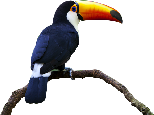 True 4 U Png - Tucan Png (652x553), Png Download