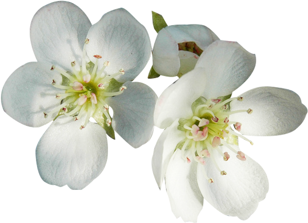 Clip Art Flower Petal Blossom Pear - Flor De La Pera Png (814x574), Png Download