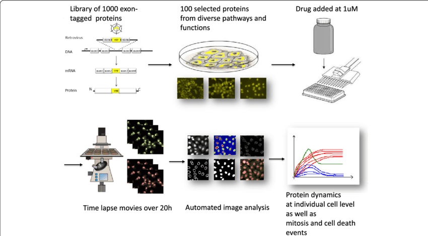 Workflow Of Dynamic Proteomics In Response To Hsp90 - Fig.1 (850x469), Png Download