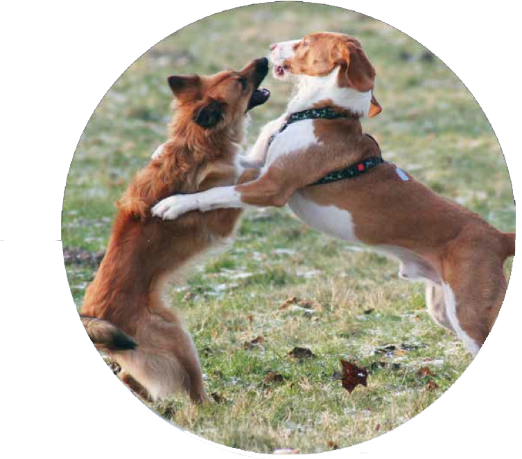 Dangerous Dogs - Dog Fighting (815x664), Png Download