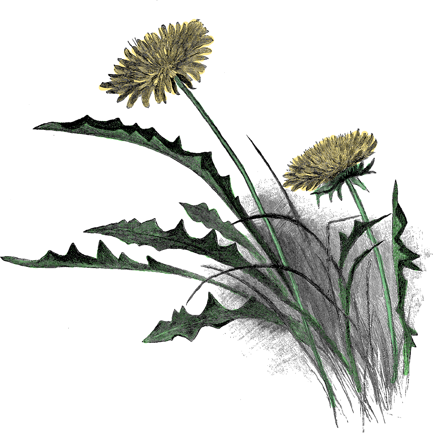 Digital Wildflower Clip Art Downloads - Dibujo Dientes De Leon A Lapiz (1600x1544), Png Download