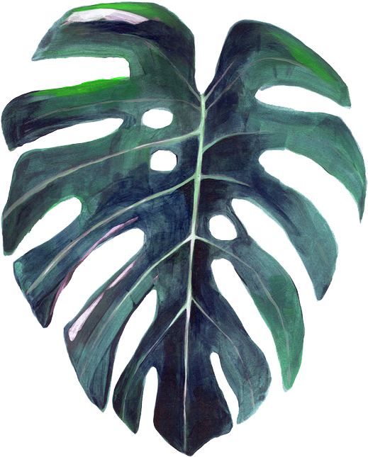 Watercolor Leaves Png Hd - Swiss Cheese Plant Drawing (643x765), Png Download
