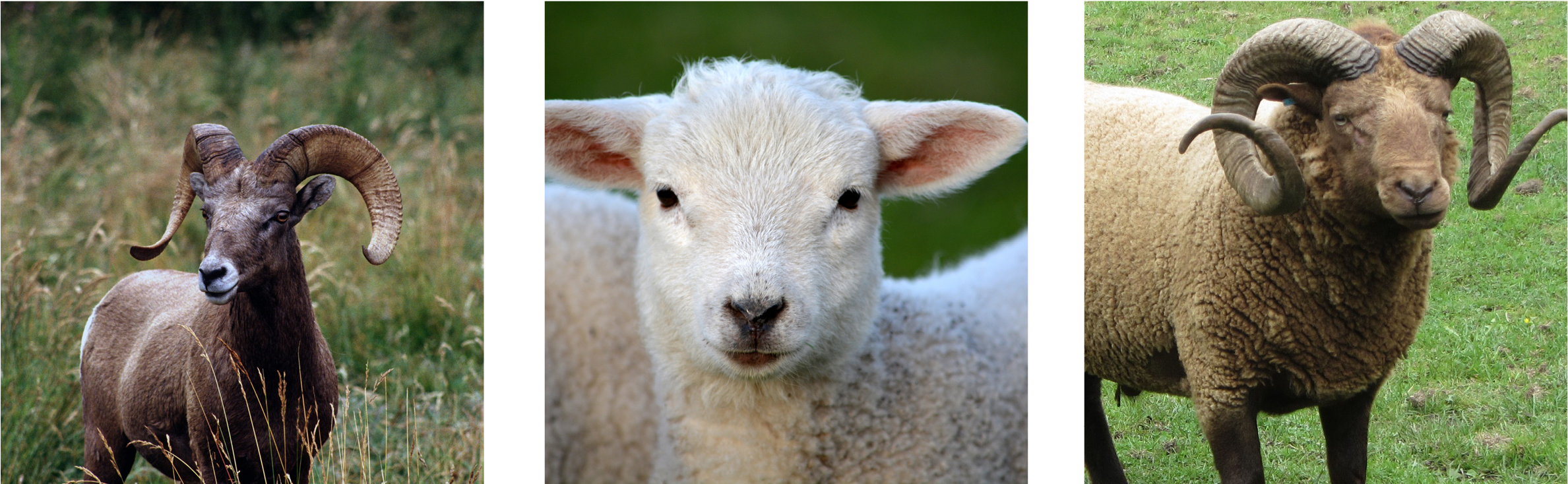 Please Visit Our Website Www - Little Baby Spring Lamb Mouse Pad (2500x833), Png Download