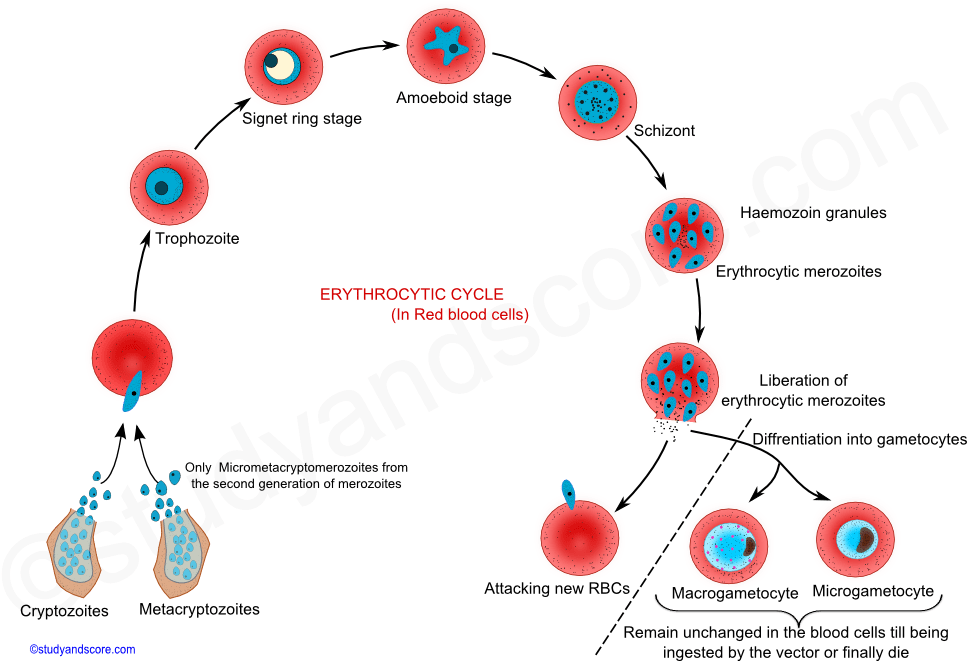 Plasmodium Vector Vector Free Stock - Malaria Parasite (980x660), Png Download