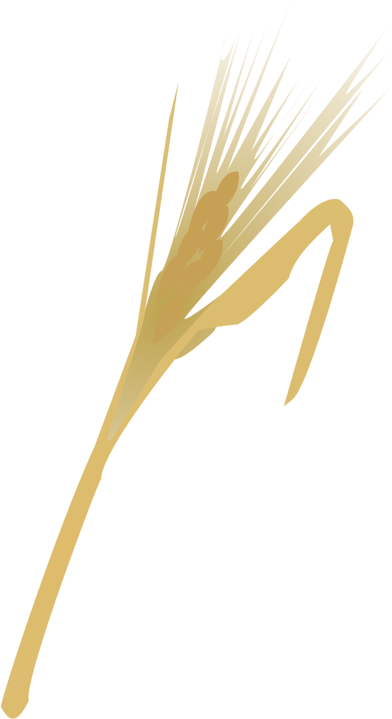 Espiga De Oro - Espiga De Oro Png (567x1023), Png Download
