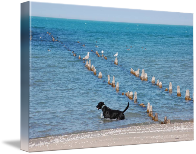 "black Labrador At Seagull Pier" By Linda Hammar - Sea (650x511), Png Download