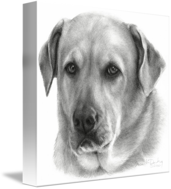 Clip Art Black And White Labrador - Yellow Lab Black And White (589x650), Png Download