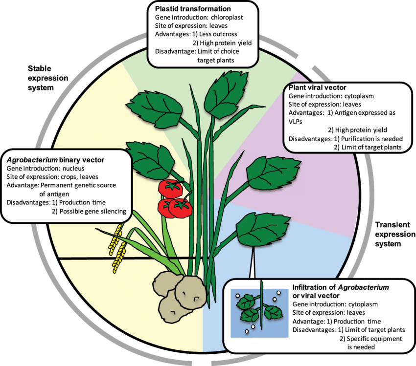 Png Black And White Download Cell Vector Plant - Plants Advantages (850x749), Png Download