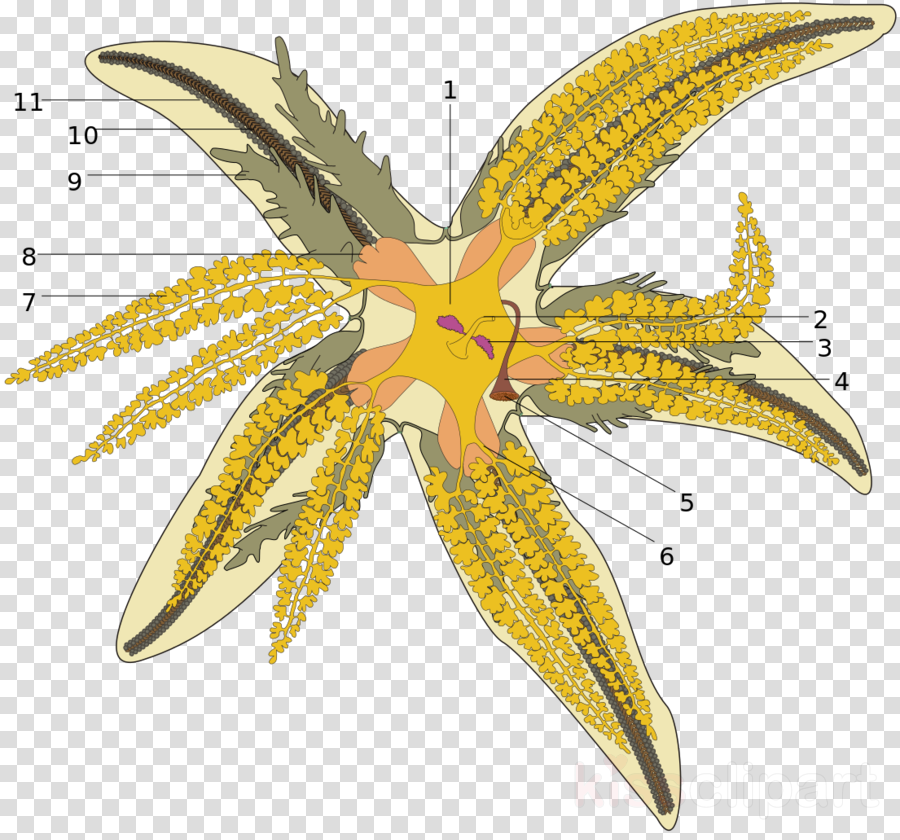 Budowa Rozgwiazdy Clipart Common Starfish Echinoderm - Asterias Rubens (900x840), Png Download