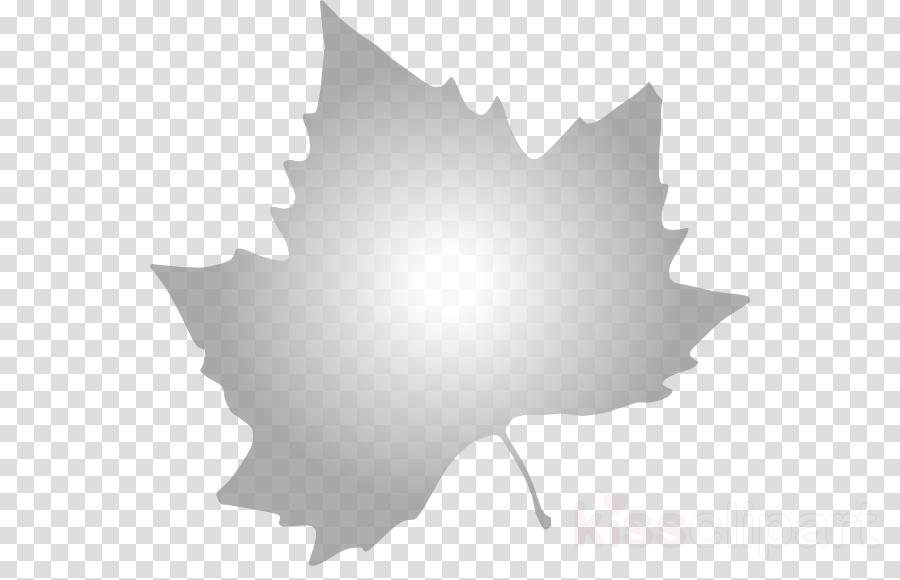 Autumn Leaves Clip Art Clipart Autumn Leaf Color Borders - Italian Png Stone Pine Tree (900x580), Png Download