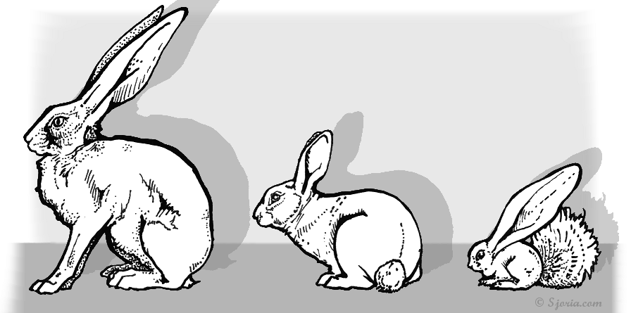 It Was The Large Ears And Long Hind Legs Described - Domestic Rabbit (896x445), Png Download