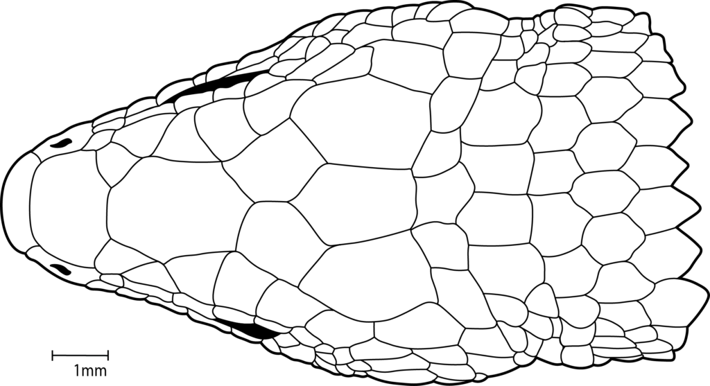 Collection Of Free Drawing Scale Download On - Reptile Scale (1024x557), Png Download
