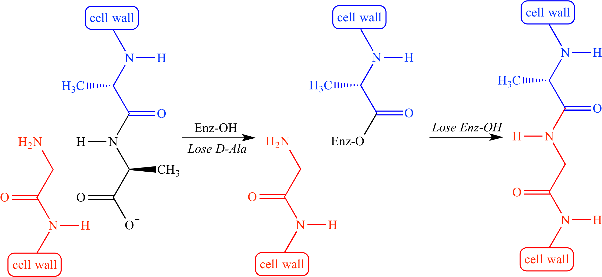 Penicillin Inhibits Transpeptidase, The Enzyme That - Dd-transpeptidase (2353x1093), Png Download