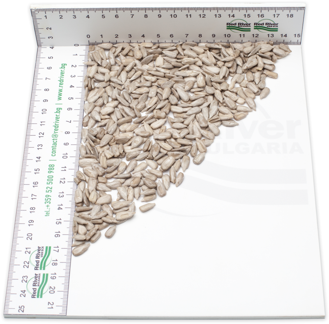 Sunflower Seed Kernels - Sunflower Seed (1200x1200), Png Download