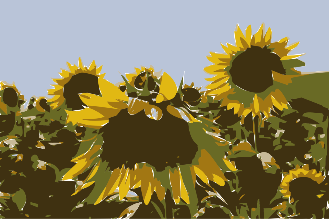 Sunflower M Sunflower Seed Sunflowers (1125x750), Png Download