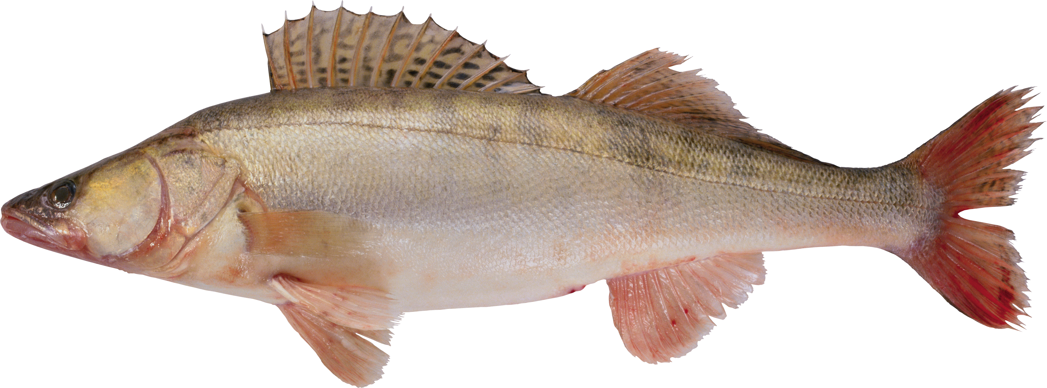 Fish Png - Рыба Png (4000x1484), Png Download