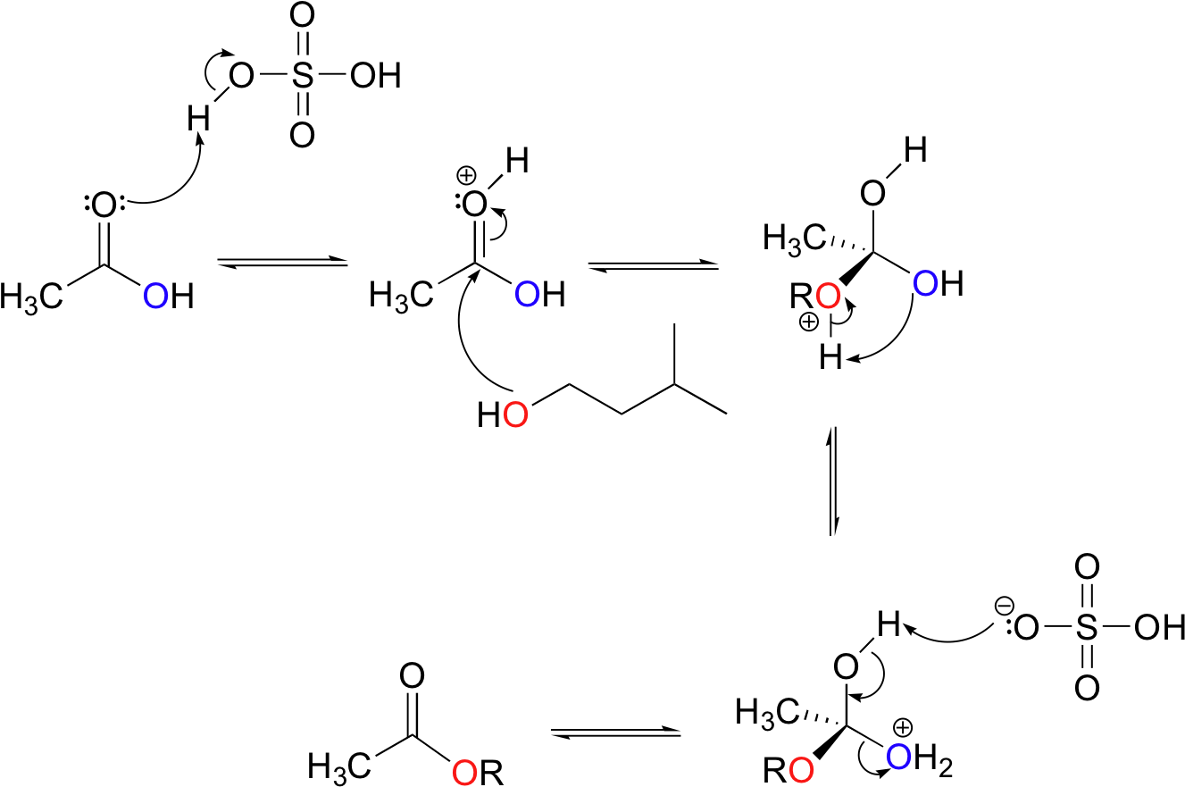 Image092 - Isopentyl Acetate Synthesis Mechanism (1348x896), Png Download