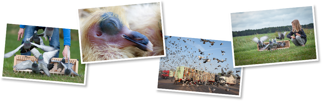 Watch Our Other Photos - Emu (1102x348), Png Download