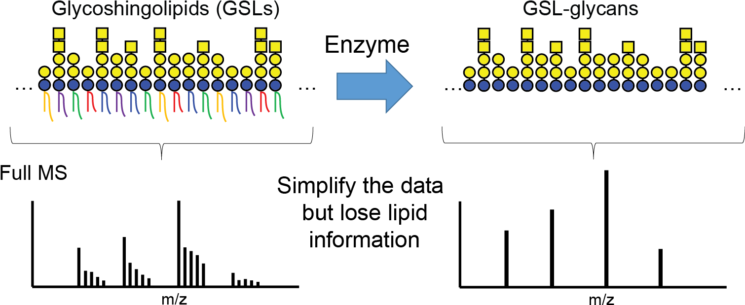 Established Strategies Rely On The Release Of The Glycan - Grits (1512x633), Png Download