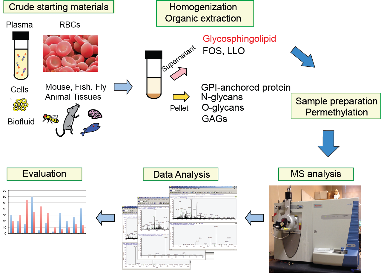 Our Method Yields Miltiple Glycomes From A Single Aliquot - Diagram (1276x916), Png Download