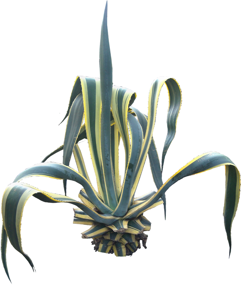 Free Pictures Of Ornamental Tropical / Subtropical - Agave Americana (863x998), Png Download