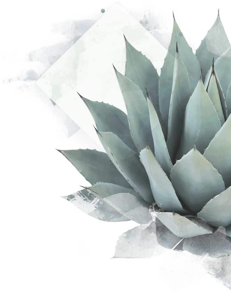 Agave Plant - Succulent Plant Wall Sticker (800x1034), Png Download