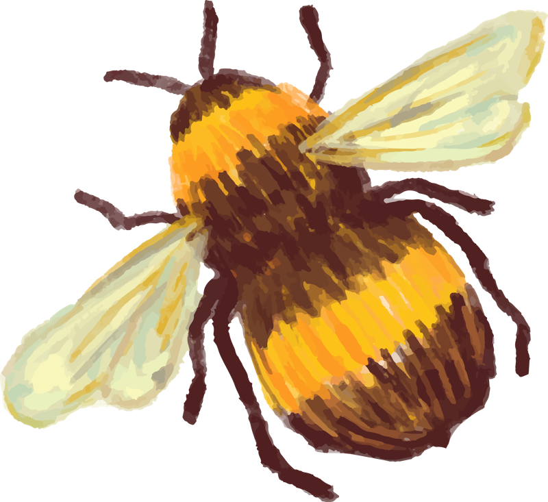 Screen - ภาพ วาด ผึ้ง กับ ดอกไม้ (800x733), Png Download