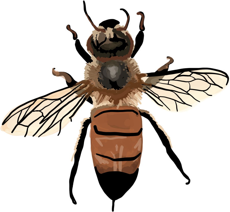 Apis Mellifera - Vintage Honey Bee Clipart (1000x1091), Png Download