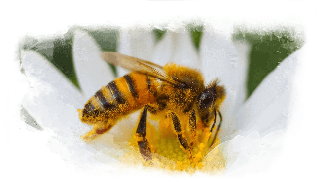 Our Processes - Hornet (780x400), Png Download