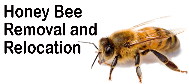 Save Our Honey Bees - Allergic To Bees Medical Alert Pinback Button Badge (640x320), Png Download