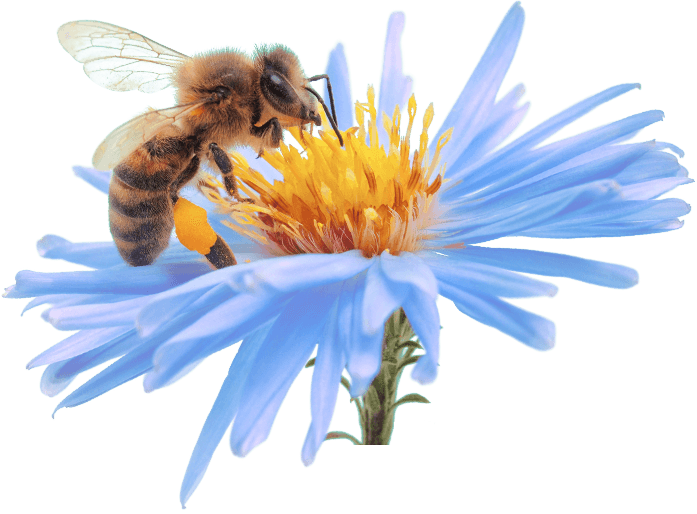 We Delight In Seeing Patients Control Conditions, Such - Experiment With Pollination (ebook) (697x514), Png Download