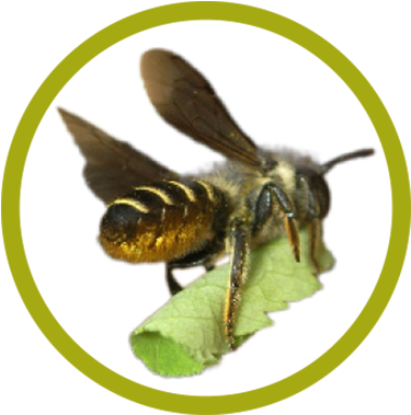 Leafcutter Bee, Megachile Spp - Honeybee (416x414), Png Download