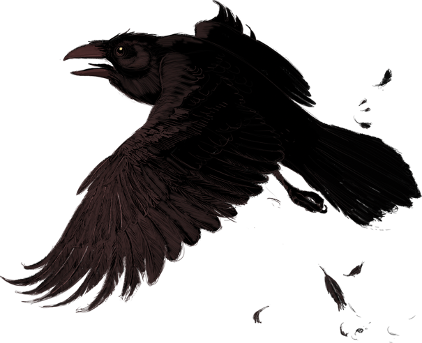 Raven Png (605x492), Png Download