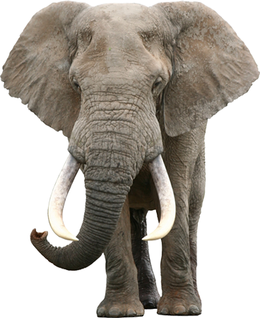 Pretty Real Pictures Of Jungle Animals Proyecto Animales - Toddler Flash Card (368x450), Png Download