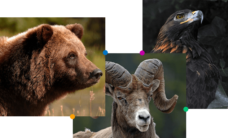 Jungle Animals - Jungle (736x446), Png Download