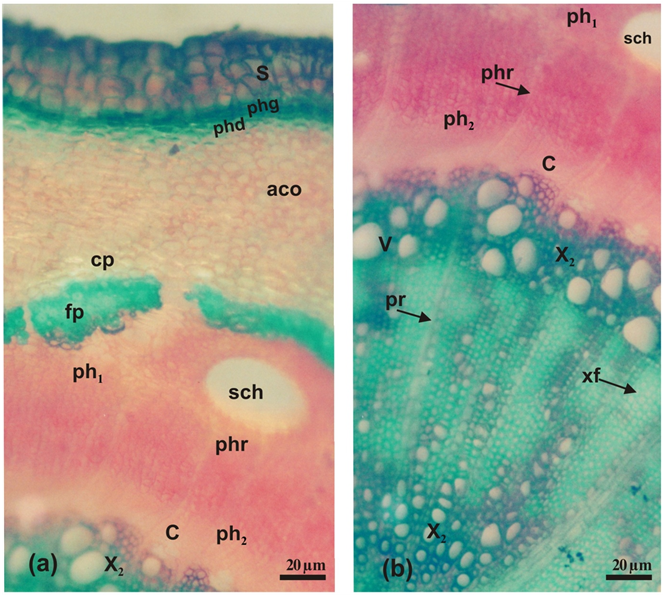 Main Tissues Of Branch Include Angular Collenchyma - Creative Arts (903x594), Png Download