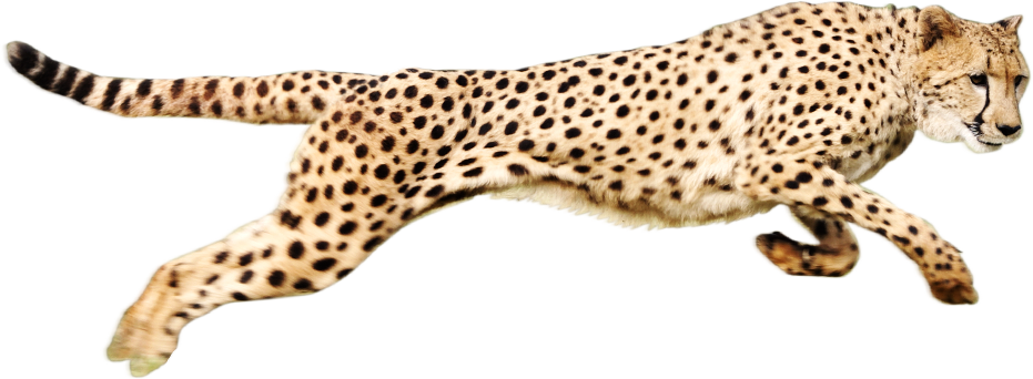 15 Cheetah Png For Free Download On Mbtskoudsalg - Cheetah Png (931x342), Png Download