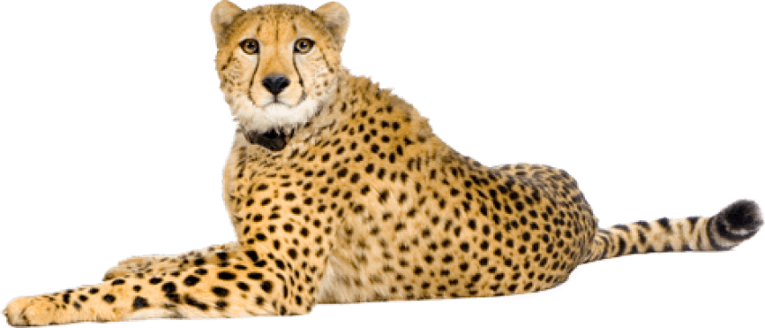 Free Png Cheetah Png Images Transparent - Cheetah Png (850x365), Png Download
