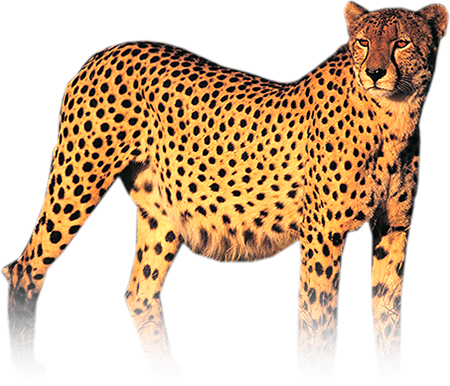 Cheetah Png Photo - Cheetah Png (450x386), Png Download