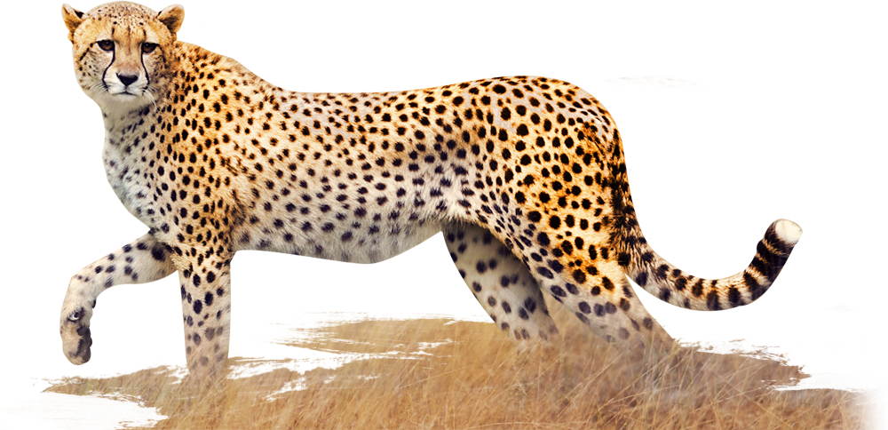 Smaller-cheetah - Cheetah Images In Png (1000x484), Png Download
