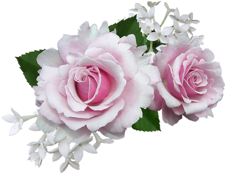 Pink And White Flowers Png (765x720), Png Download