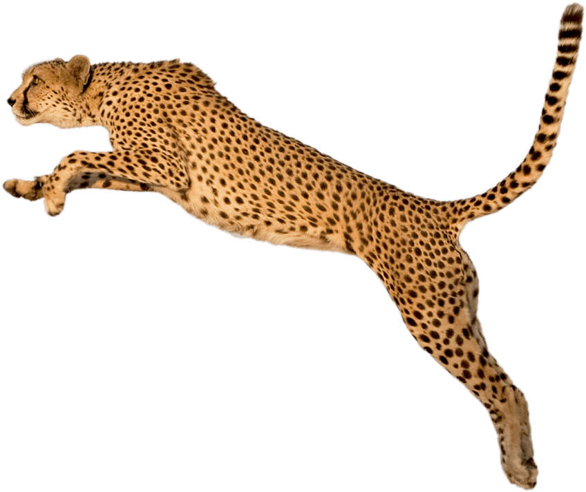 Png Freeuse Library Jump Png Stickpng - Cheetah Png (876x784), Png Download