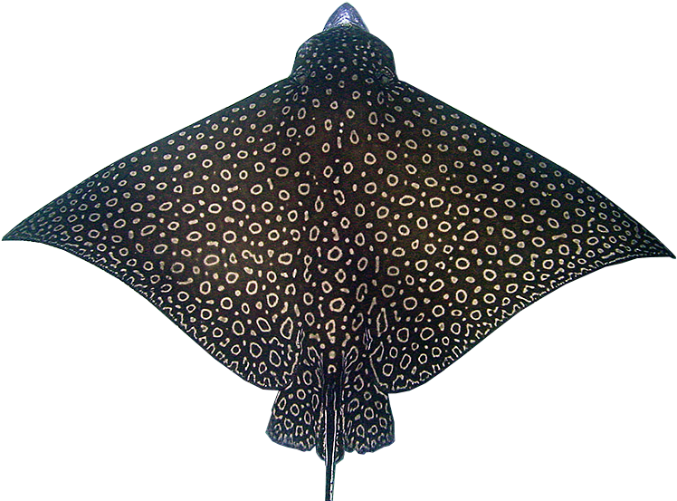 Whitespotted Eagle Ray - Spotted Eagle Ray (774x561), Png Download